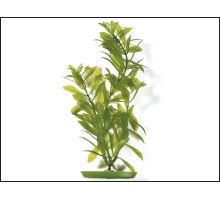 Rostlina Hygrophila 30 cm 1ks