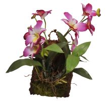 Lucky Reptile Závěsná orchidej - purpurová cca 20x30 cm