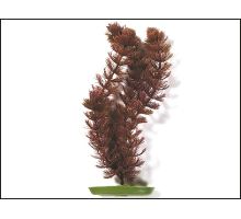 Rostlina Foxtail 20 cm 1ks VÝPRODEJ