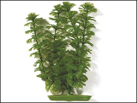 Rostlina Ambulia 30 cm 1ks